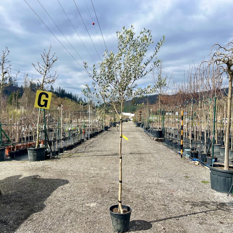 Olea Europea, Olivovník európsky ´LECCINO´, kont. C15L, obvod kmeňa: 8/10 cm, výška: 200-250 cm (-12°C) - na kmienku